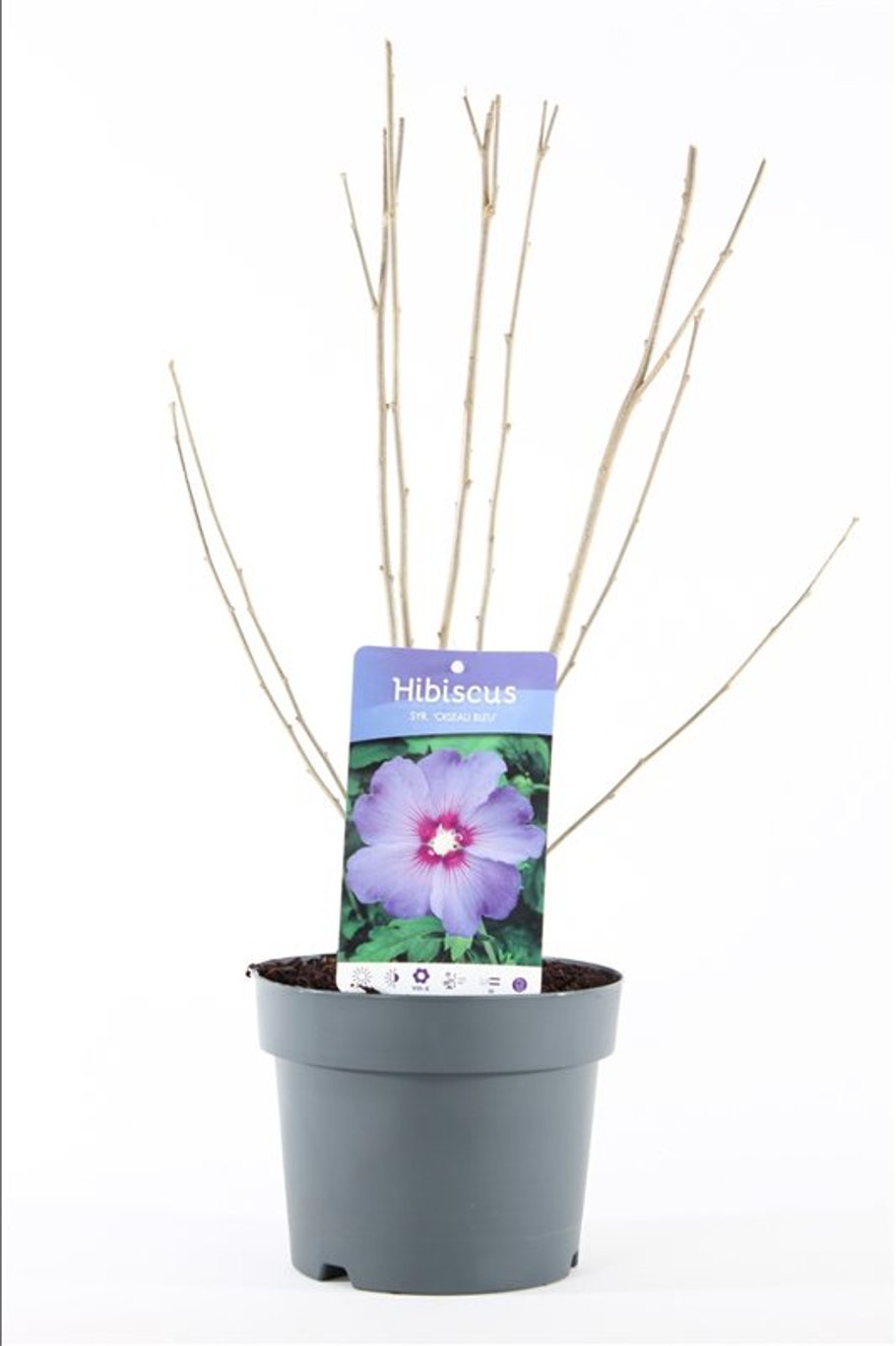 Hibiscus syr. 'Oiseau Bleu' - C3